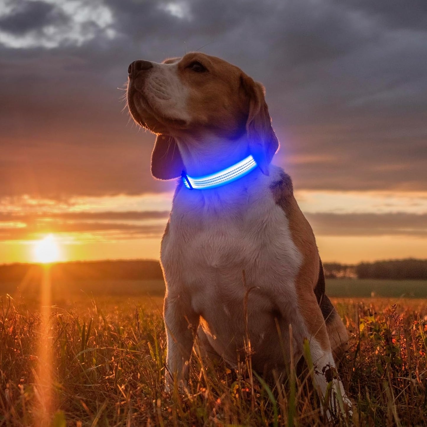 USB Rechargeable LED Light-Up Dog Collar | Reflective High-Visibility Pet Safety Gear