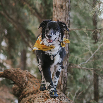 All-Weather Dog Boots | Waterproof Skid-Resistant Paw Protectors